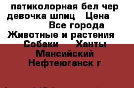 патиколорная бел/чер девочка шпиц › Цена ­ 15 000 - Все города Животные и растения » Собаки   . Ханты-Мансийский,Нефтеюганск г.